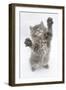 Maine Coon Kitten, 8 Weeks, Standing Up, with Paws Stretched-Mark Taylor-Framed Photographic Print