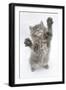 Maine Coon Kitten, 8 Weeks, Standing Up, with Paws Stretched-Mark Taylor-Framed Photographic Print