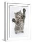 Maine Coon Kitten, 8 Weeks, Standing Up, with Paws Stretched-Mark Taylor-Framed Photographic Print