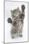 Maine Coon Kitten, 8 Weeks, Standing Up, with Paws Stretched-Mark Taylor-Mounted Photographic Print