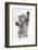 Maine Coon Kitten, 8 Weeks, Standing Up, with Paws Stretched-Mark Taylor-Framed Photographic Print