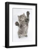 Maine Coon Kitten, 8 Weeks, Standing Up, with Paws Stretched-Mark Taylor-Framed Photographic Print