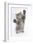 Maine Coon Kitten, 8 Weeks, Standing Up, with Paws Stretched-Mark Taylor-Framed Photographic Print