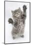 Maine Coon Kitten, 8 Weeks, Standing Up, with Paws Stretched-Mark Taylor-Mounted Photographic Print