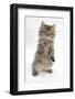 Maine Coon Kitten, 8 Weeks, Standing Up, with Paws Stretched-Mark Taylor-Framed Photographic Print