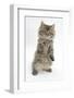 Maine Coon Kitten, 8 Weeks, Standing Up, with Paws Stretched-Mark Taylor-Framed Photographic Print