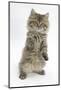 Maine Coon Kitten, 8 Weeks, Standing Up, with Paws Stretched-Mark Taylor-Mounted Photographic Print