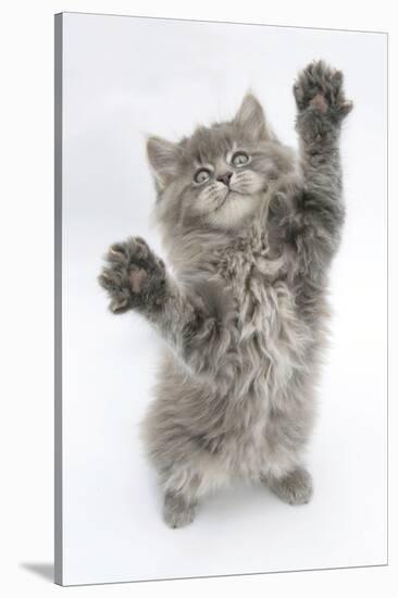 Maine Coon Kitten, 8 Weeks, Standing Up, with Paws Stretched-Mark Taylor-Stretched Canvas