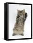 Maine Coon Kitten, 8 Weeks, Standing Up, with Paws Up Like a Boxer-Mark Taylor-Framed Stretched Canvas