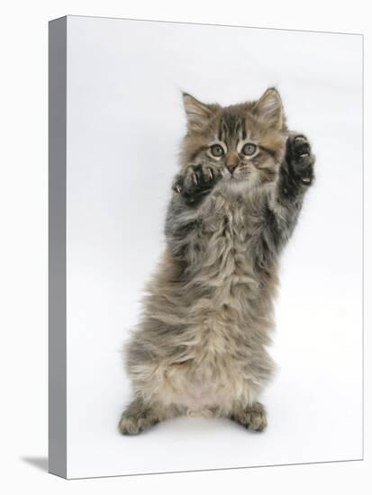 Maine Coon Kitten, 8 Weeks, Standing Up, with Paws Up Like a Boxer-Mark Taylor-Stretched Canvas