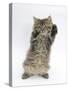 Maine Coon Kitten, 8 Weeks, Standing Up, with Paws Up Like a Boxer-Mark Taylor-Stretched Canvas