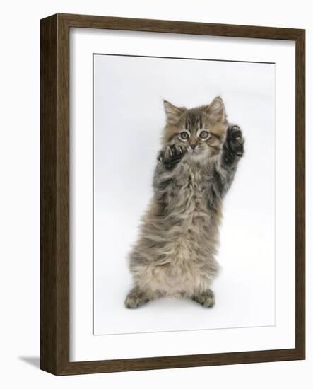 Maine Coon Kitten, 8 Weeks, Standing Up, with Paws Up Like a Boxer-Mark Taylor-Framed Photographic Print