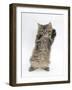 Maine Coon Kitten, 8 Weeks, Standing Up, with Paws Up Like a Boxer-Mark Taylor-Framed Photographic Print