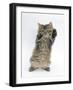 Maine Coon Kitten, 8 Weeks, Standing Up, with Paws Up Like a Boxer-Mark Taylor-Framed Photographic Print