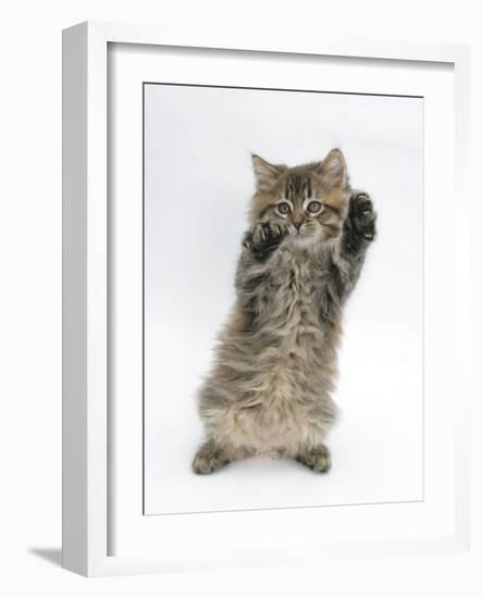 Maine Coon Kitten, 8 Weeks, Standing Up, with Paws Up Like a Boxer-Mark Taylor-Framed Photographic Print