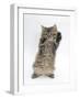 Maine Coon Kitten, 8 Weeks, Standing Up, with Paws Up Like a Boxer-Mark Taylor-Framed Photographic Print