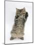 Maine Coon Kitten, 8 Weeks, Standing Up, with Paws Up Like a Boxer-Mark Taylor-Mounted Photographic Print