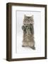 Maine Coon Kitten, 8 Weeks, Standing Up, with Paws Up Like a Boxer-Mark Taylor-Framed Photographic Print