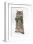 Maine Coon Kitten, 8 Weeks, Standing Up, with Paws Up Like a Boxer-Mark Taylor-Framed Photographic Print