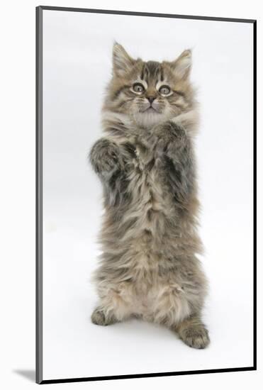 Maine Coon Kitten, 8 Weeks, Standing Up, with Paws Up Like a Boxer-Mark Taylor-Mounted Photographic Print