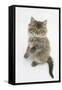 Maine Coon Kitten, 8 Weeks, Standing Up-Mark Taylor-Framed Stretched Canvas