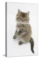 Maine Coon Kitten, 8 Weeks, Standing Up-Mark Taylor-Stretched Canvas