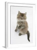 Maine Coon Kitten, 8 Weeks, Standing Up-Mark Taylor-Framed Photographic Print