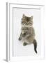 Maine Coon Kitten, 8 Weeks, Standing Up-Mark Taylor-Framed Photographic Print