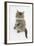 Maine Coon Kitten, 8 Weeks, Standing Up-Mark Taylor-Framed Photographic Print