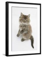 Maine Coon Kitten, 8 Weeks, Standing Up-Mark Taylor-Framed Photographic Print