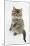Maine Coon Kitten, 8 Weeks, Standing Up-Mark Taylor-Mounted Photographic Print