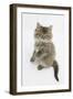 Maine Coon Kitten, 8 Weeks, Standing Up-Mark Taylor-Framed Photographic Print