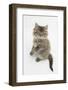 Maine Coon Kitten, 8 Weeks, Standing Up-Mark Taylor-Framed Photographic Print