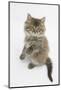 Maine Coon Kitten, 8 Weeks, Standing Up-Mark Taylor-Mounted Photographic Print