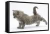 Maine Coon Kitten, 8 Weeks, Stretching Back Leg-Mark Taylor-Framed Stretched Canvas