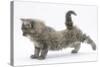 Maine Coon Kitten, 8 Weeks, Stretching Back Leg-Mark Taylor-Stretched Canvas