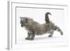 Maine Coon Kitten, 8 Weeks, Stretching Back Leg-Mark Taylor-Framed Photographic Print