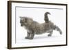 Maine Coon Kitten, 8 Weeks, Stretching Back Leg-Mark Taylor-Framed Photographic Print