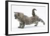 Maine Coon Kitten, 8 Weeks, Stretching Back Leg-Mark Taylor-Framed Photographic Print