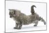 Maine Coon Kitten, 8 Weeks, Stretching Back Leg-Mark Taylor-Mounted Photographic Print