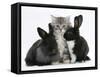 Maine Coon Kitten, 8 Weeks, with Baby Dutch X Lionhead Rabbits-Mark Taylor-Framed Stretched Canvas