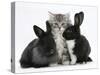 Maine Coon Kitten, 8 Weeks, with Baby Dutch X Lionhead Rabbits-Mark Taylor-Stretched Canvas