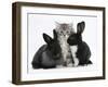 Maine Coon Kitten, 8 Weeks, with Baby Dutch X Lionhead Rabbits-Mark Taylor-Framed Photographic Print
