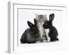 Maine Coon Kitten, 8 Weeks, with Baby Dutch X Lionhead Rabbits-Mark Taylor-Framed Photographic Print