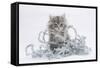 Maine Coon Kitten, 8 Weeks, with Silver Christmas Tinsel-Mark Taylor-Framed Stretched Canvas