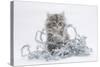 Maine Coon Kitten, 8 Weeks, with Silver Christmas Tinsel-Mark Taylor-Stretched Canvas