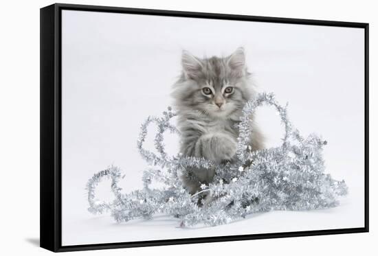 Maine Coon Kitten, 8 Weeks, with Silver Christmas Tinsel-Mark Taylor-Framed Stretched Canvas