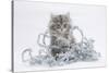 Maine Coon Kitten, 8 Weeks, with Silver Christmas Tinsel-Mark Taylor-Stretched Canvas