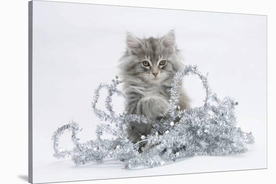 Maine Coon Kitten, 8 Weeks, with Silver Christmas Tinsel-Mark Taylor-Stretched Canvas