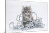 Maine Coon Kitten, 8 Weeks, with Silver Christmas Tinsel-Mark Taylor-Stretched Canvas